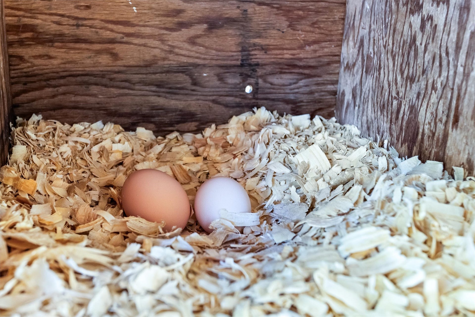 1007 Shawnee Drive, Conroe, TX 77316 Time to gather the eggs.