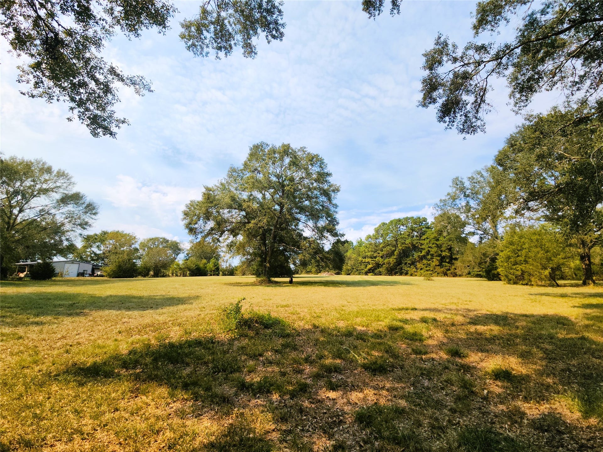 557 Fm 2693 Road E, New Waverly, TX 77358 5.89 Acres featuring an open field with mature trees providing a serene, natural setting, ideal for enjoying outdoor activities.