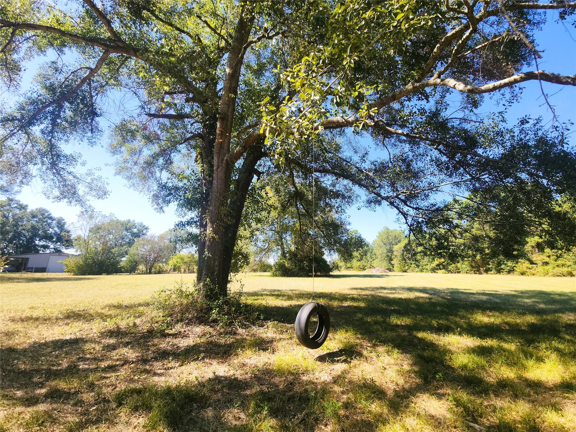 557 Fm 2693 Road E, New Waverly, TX 77358 Expansive yard with a large, mature tree and a charming tire swing, perfect for outdoor enjoyment and relaxation.