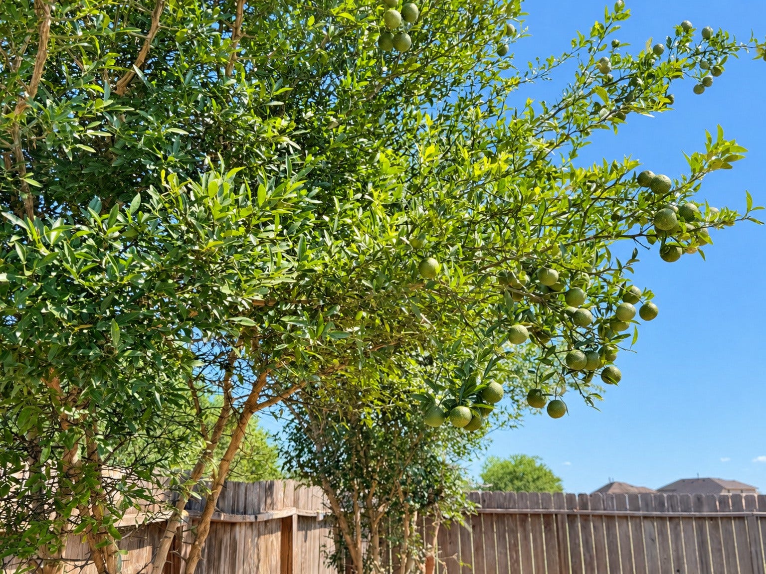 29202 Dunns Creek Court, Katy, TX 77494 Lemon tree!