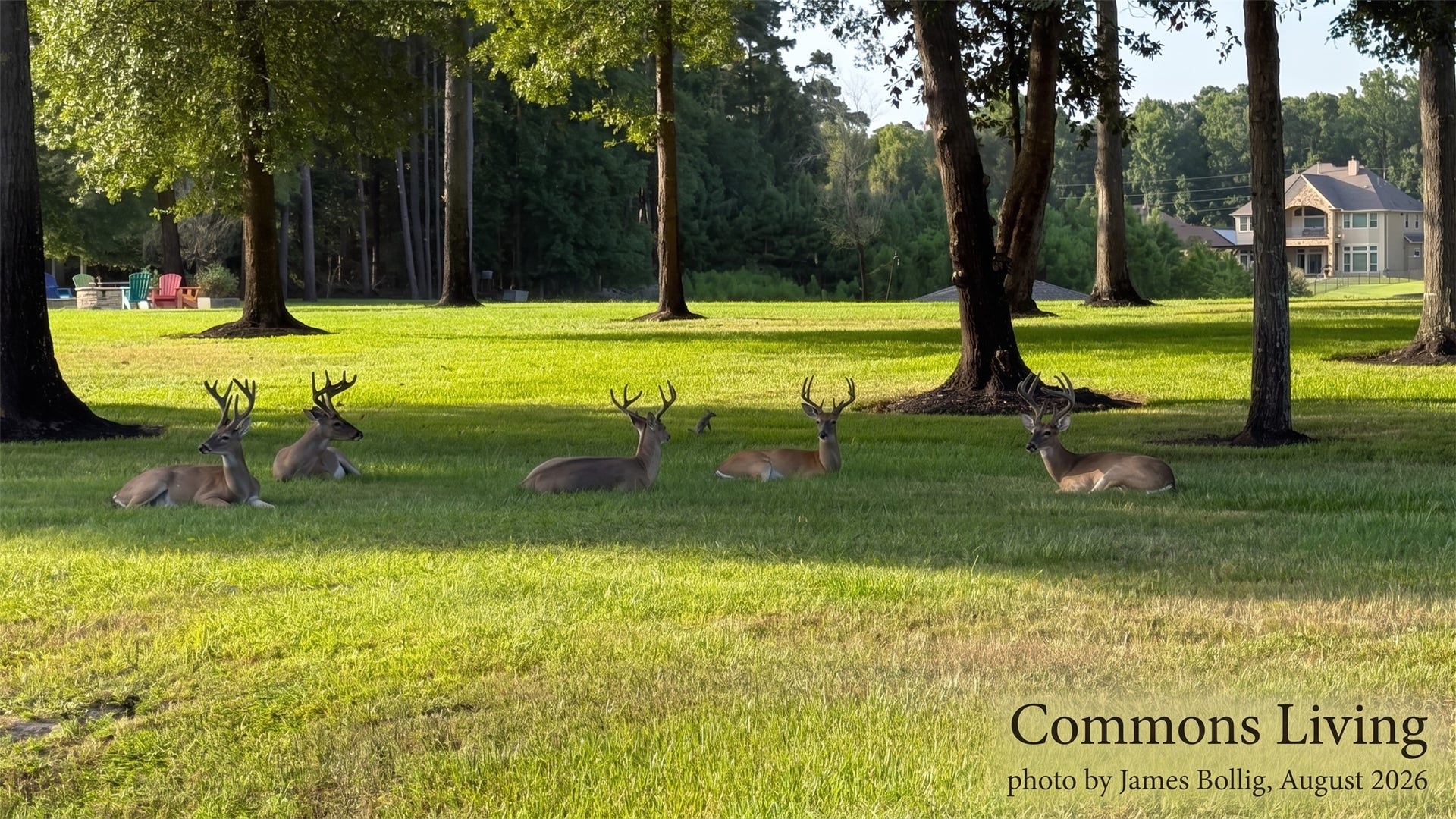 28938 Reserve Bend Drive, Huffman, TX 77336 Deer throughout community.