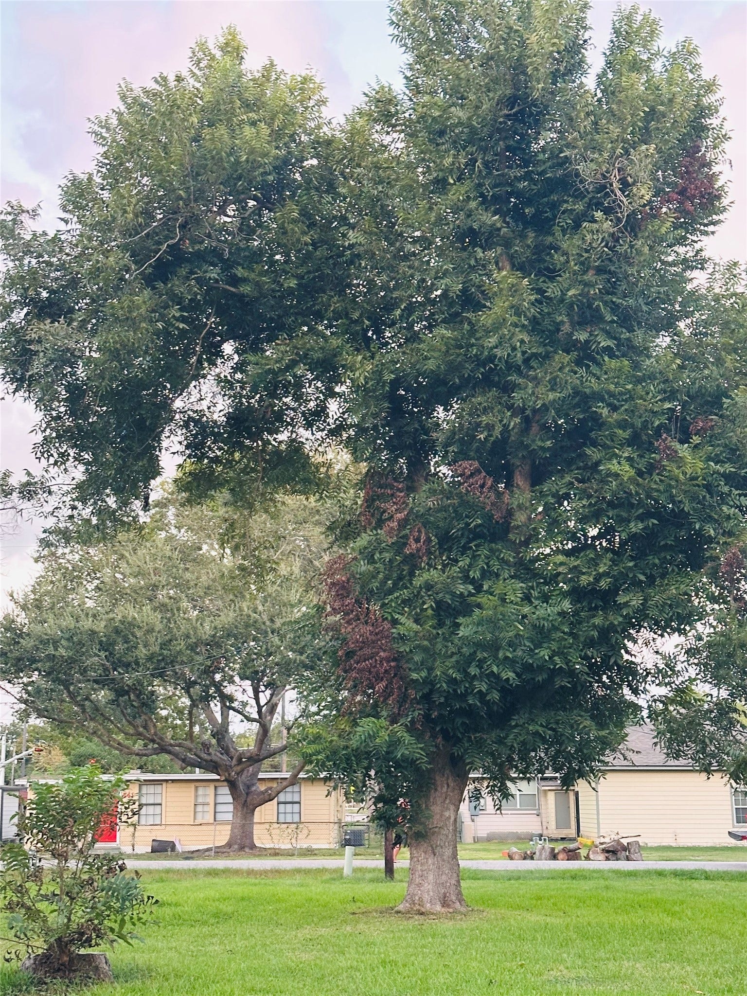 0 Vine Street, Clute, TX 77531 0 Vine Street, Clute, TX 77531