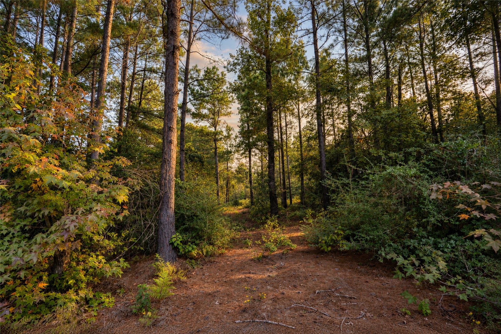 7078 Texas Trace, Montgomery, TX 77316 Mature trees and natural vegetation create a beautiful setting to envision your future home.