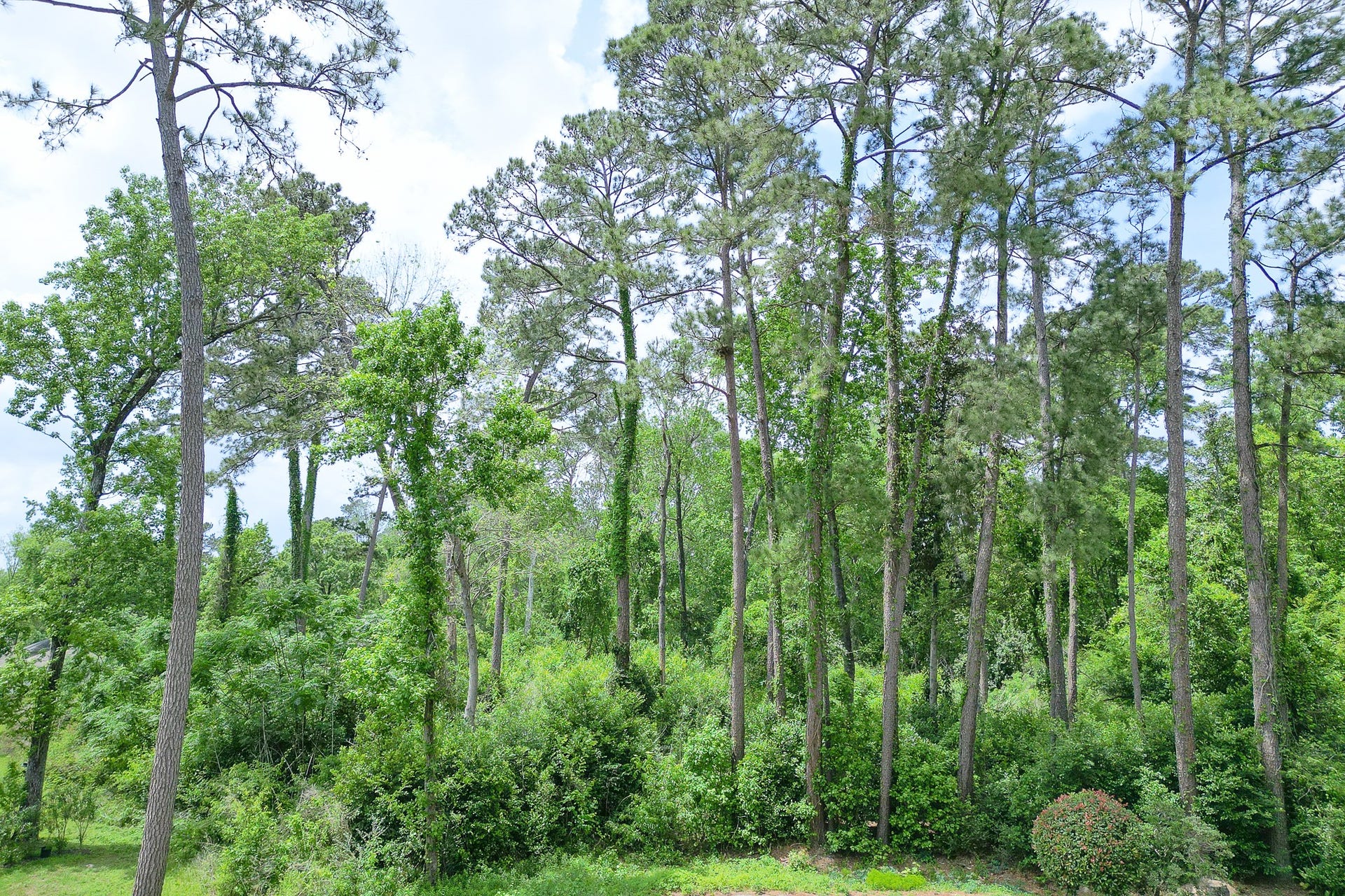0 Roanoke Drive, Conroe, TX 77302 0 Roanoke Drive, Conroe, TX 77302