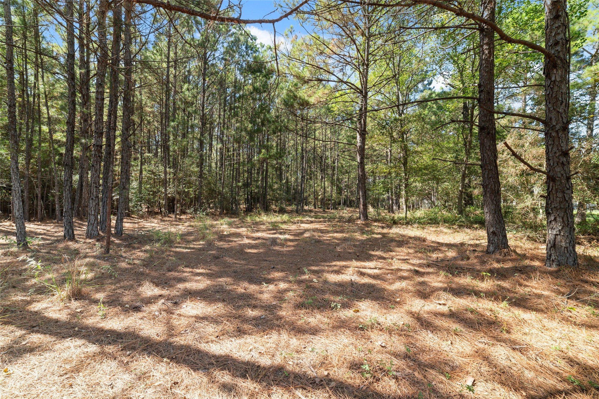 0 Ridgelake Court, Montgomery, TX 77316 Can you imagine your dream home nestled among these beautiful trees? Imagine enjoying your morning coffee, listening to the birds, and talking in the peaaceful surroundings. A special place to create lasting memories.
