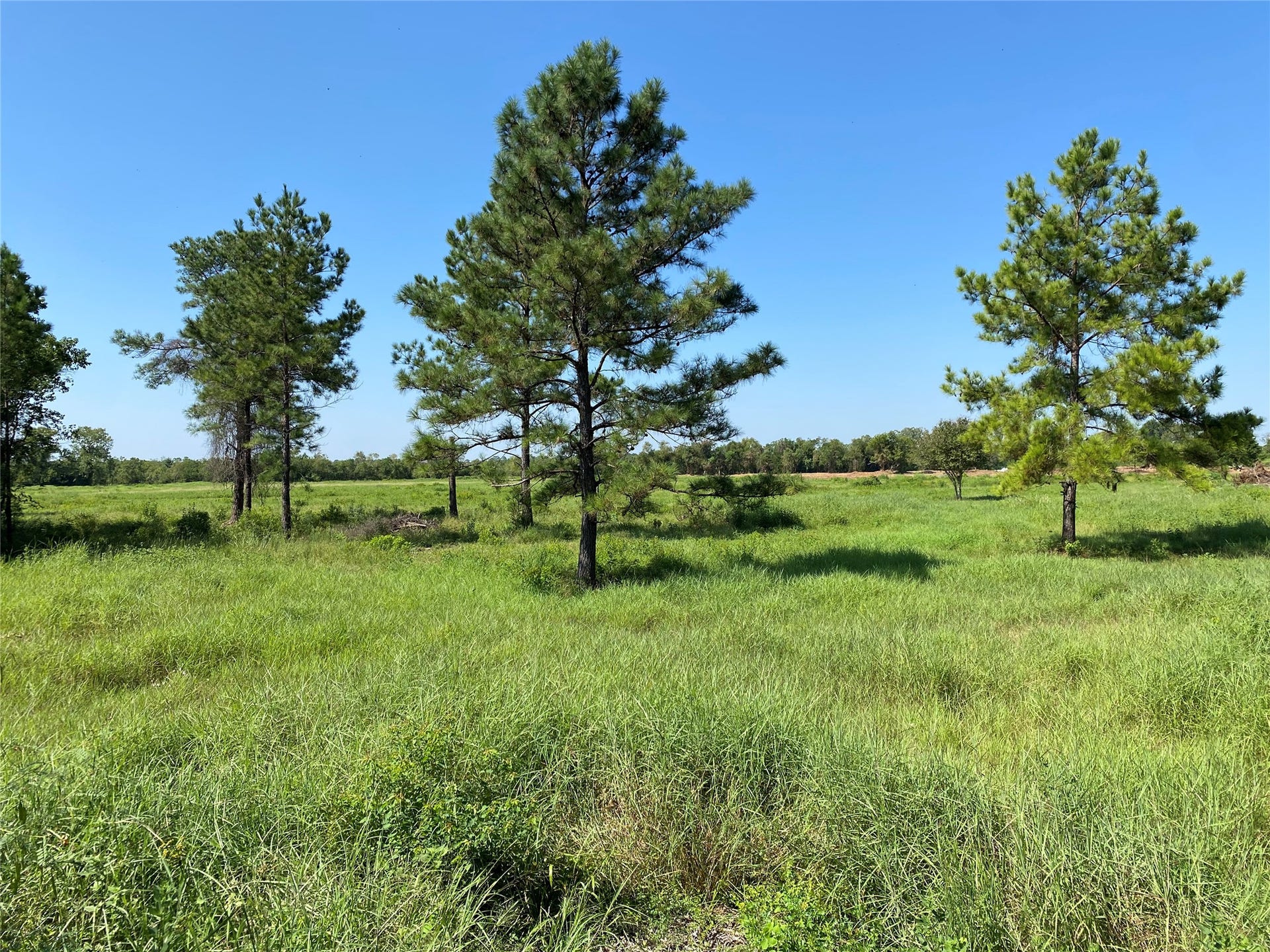 6115 S Highway 35, Alvin, TX 77511 cleared pasture land