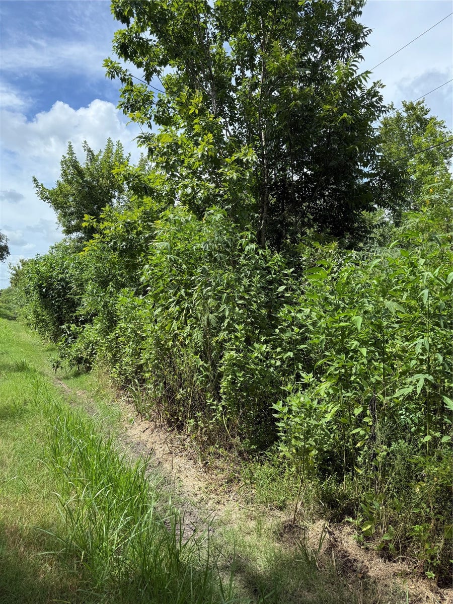 Property photo for 000 PINE, Brazoria, TX