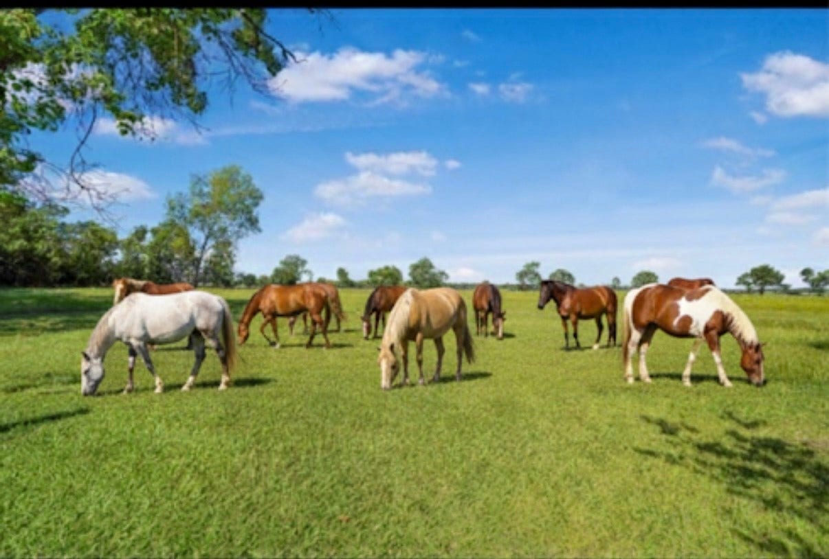 20547 Crosby Eastgate Road, Crosby, TX 77532 Perfect for all types of farm animals.