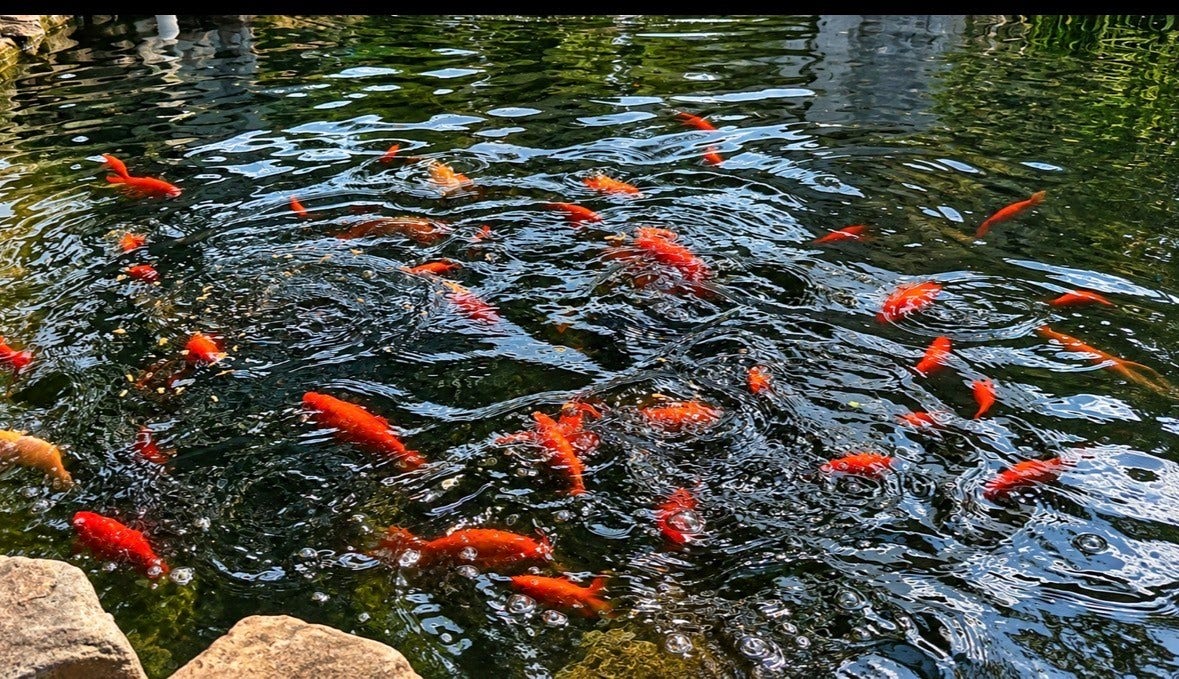 3434 Havershire Drive, Missouri City, TX 77459 Tranquil Koi Pond - with no maintenance needed from you.
