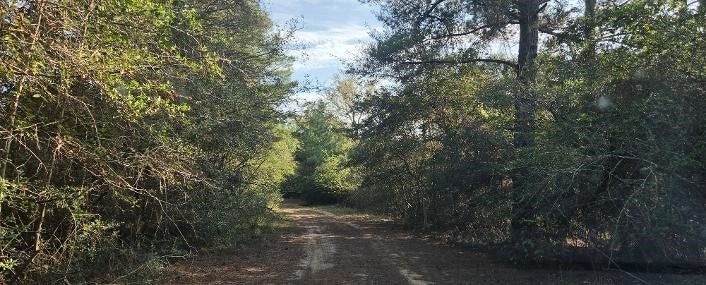 00 Eagle Drive, Waller, TX 77445 Road in front of lot