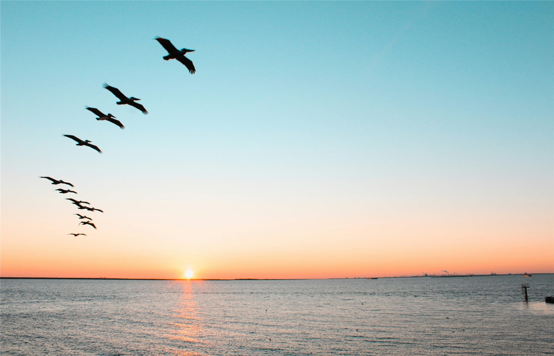 Water foul aren't just for ornithologists, but ALL can enjoy the bounty of mother nature's coastal ecology.