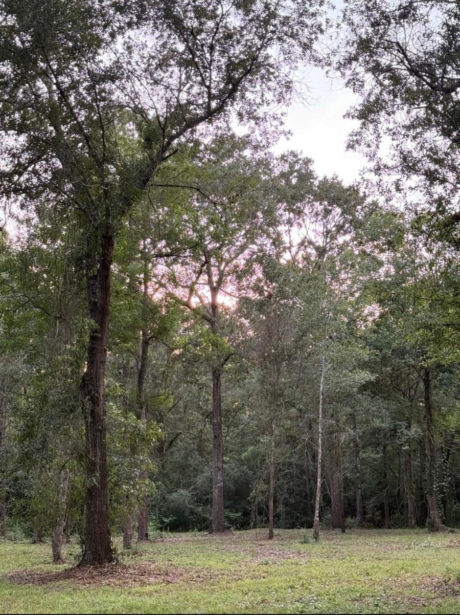 Property photo for 26164 Grand Pines Road, Magnolia, TX
