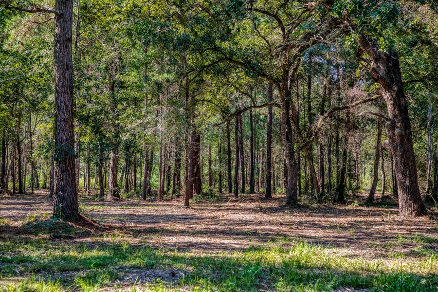 Property photo for 31801 Reids Prairie Road, Waller, TX