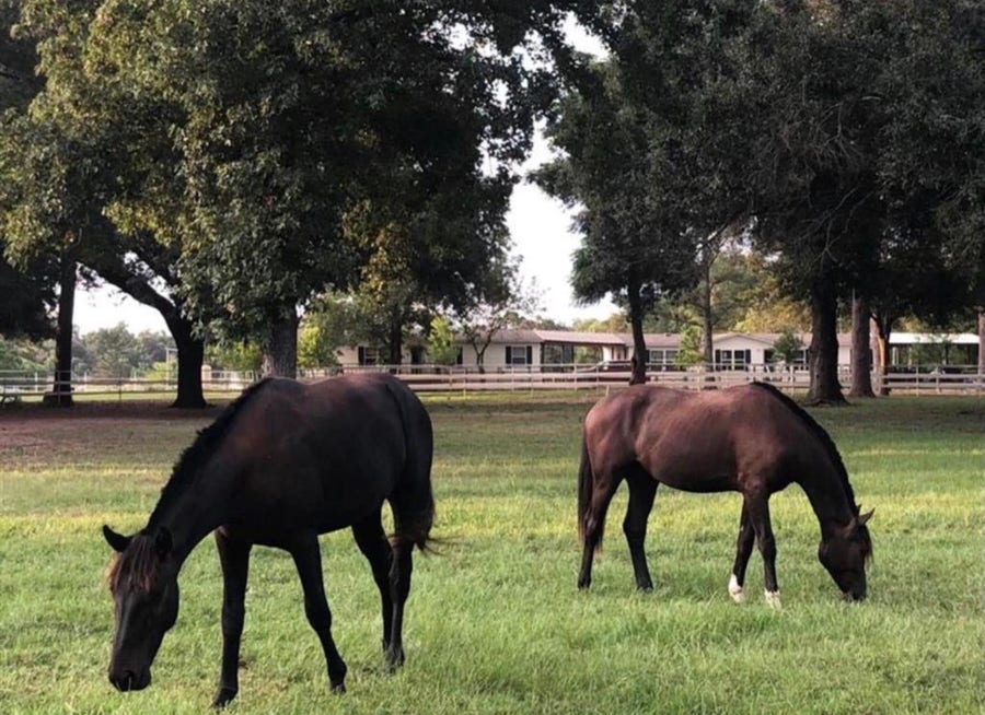 Property photo for 26427 1/2 Dobbin Huffsmith rd Road, Magnolia, TX