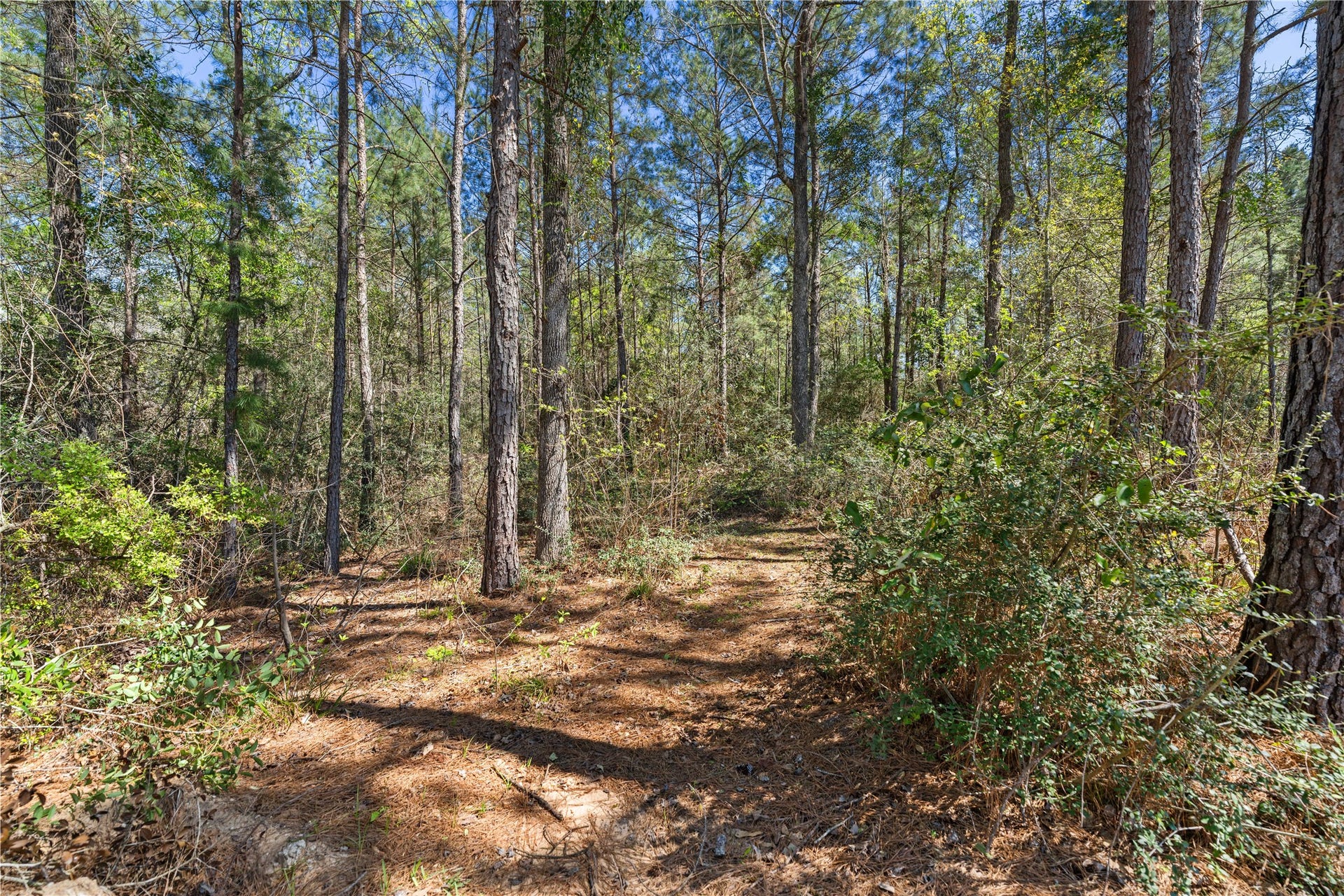 7226 Morningbrook Drive, Montgomery, TX 77316 7226 Morningbrook Drive, Montgomery, TX 77316