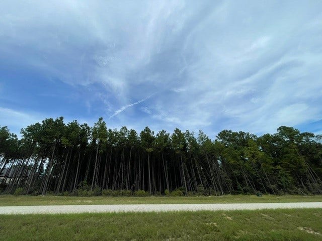 15963 Forest Grove Drive, Willis, TX 77378 15963 Forest Grove Drive, Willis, TX 77378