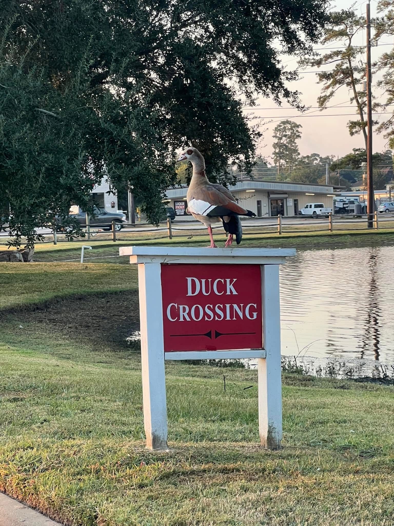 8415 Sunset Loch Drive, Spring, TX 77379 We have a lot of waterfowl in the area that enjoy our beautiful lakes, so drive by with caution.
