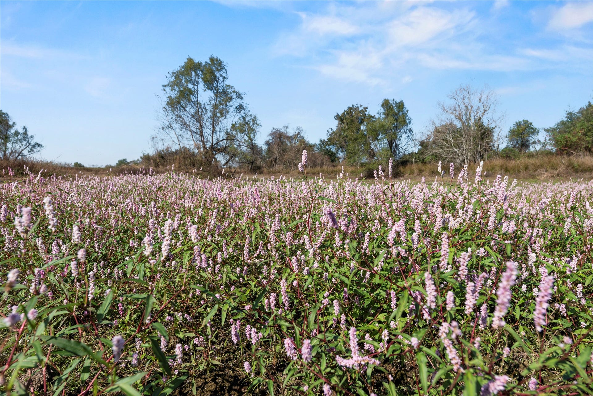 6490 Adams Flat Road, Brookshire, TX 77423 6490 Adams Flat Road, Brookshire, TX 77423