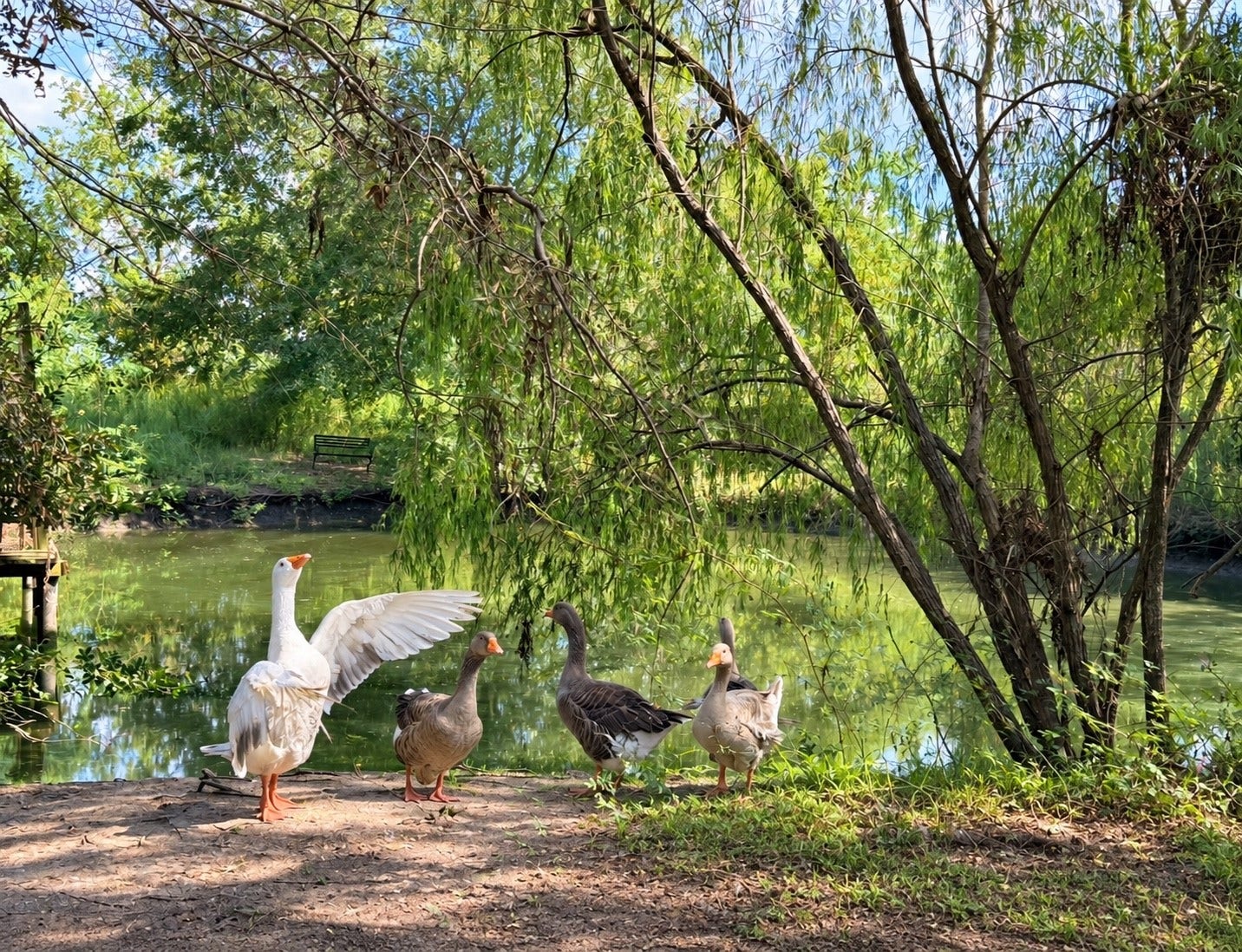 1325 E Stroker Road, Crosby, TX 77532 Virtually retouched exterior Pond area in front of the home with ducks