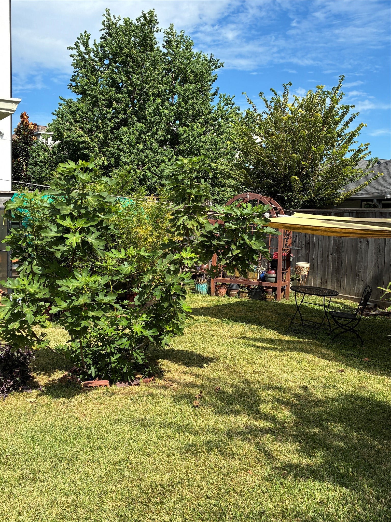 808 Dorothy Street, Houston, TX 77007 Expansive backyard with greenhouse and storage shed.