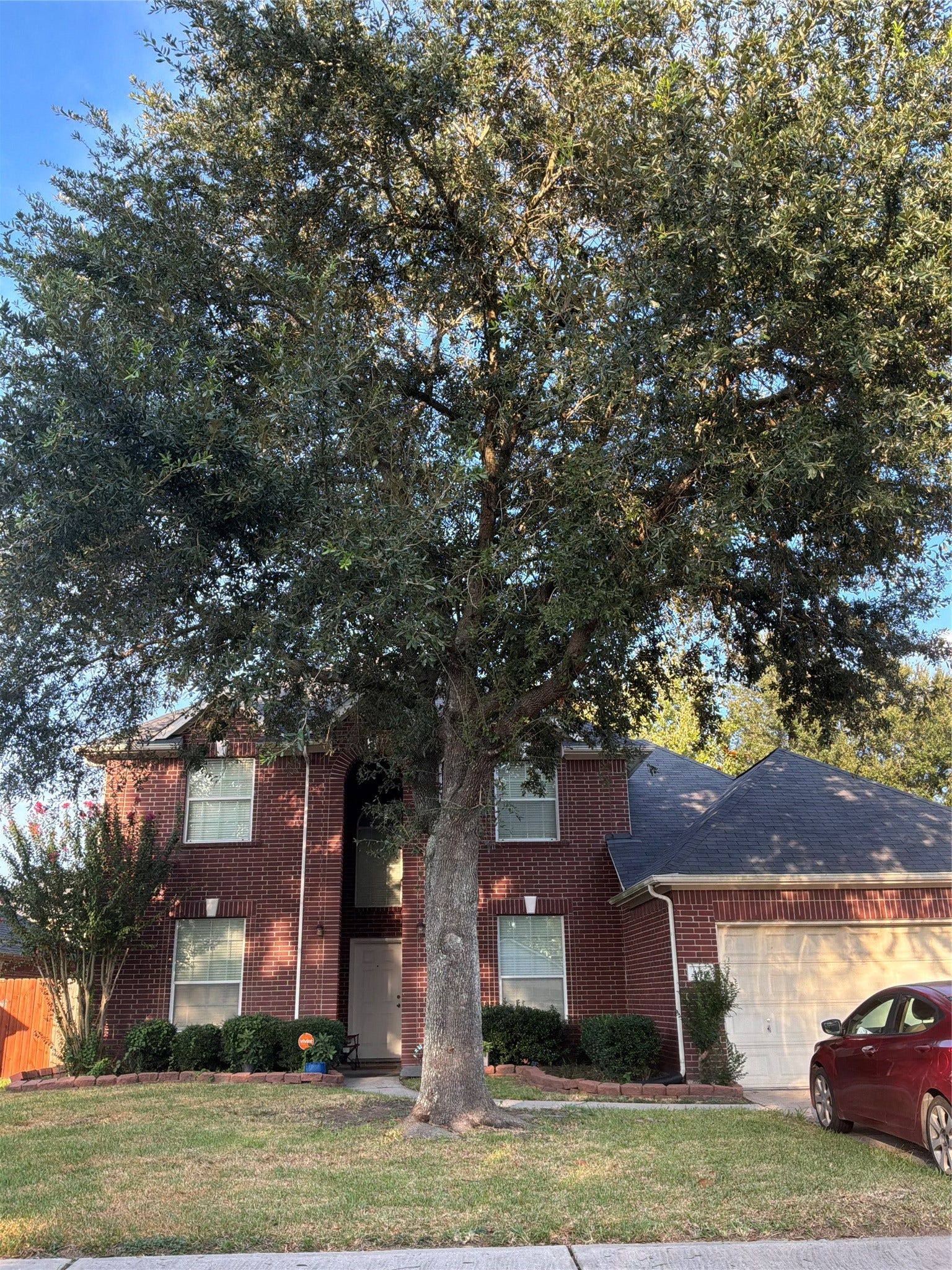 Beautiful mature tree offering lots of shade