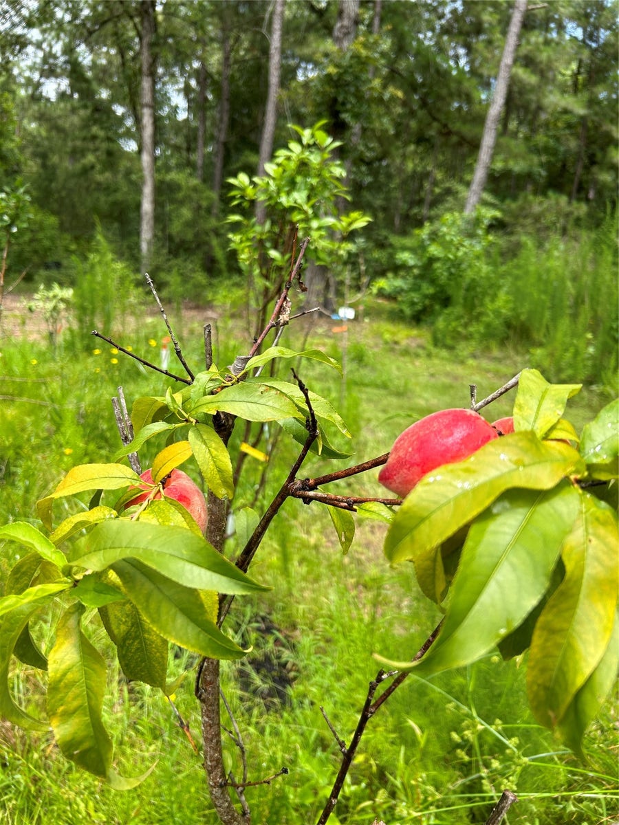 Property photo for 23514 Saratoga Woods Parcel A Drive, Montgomery, TX