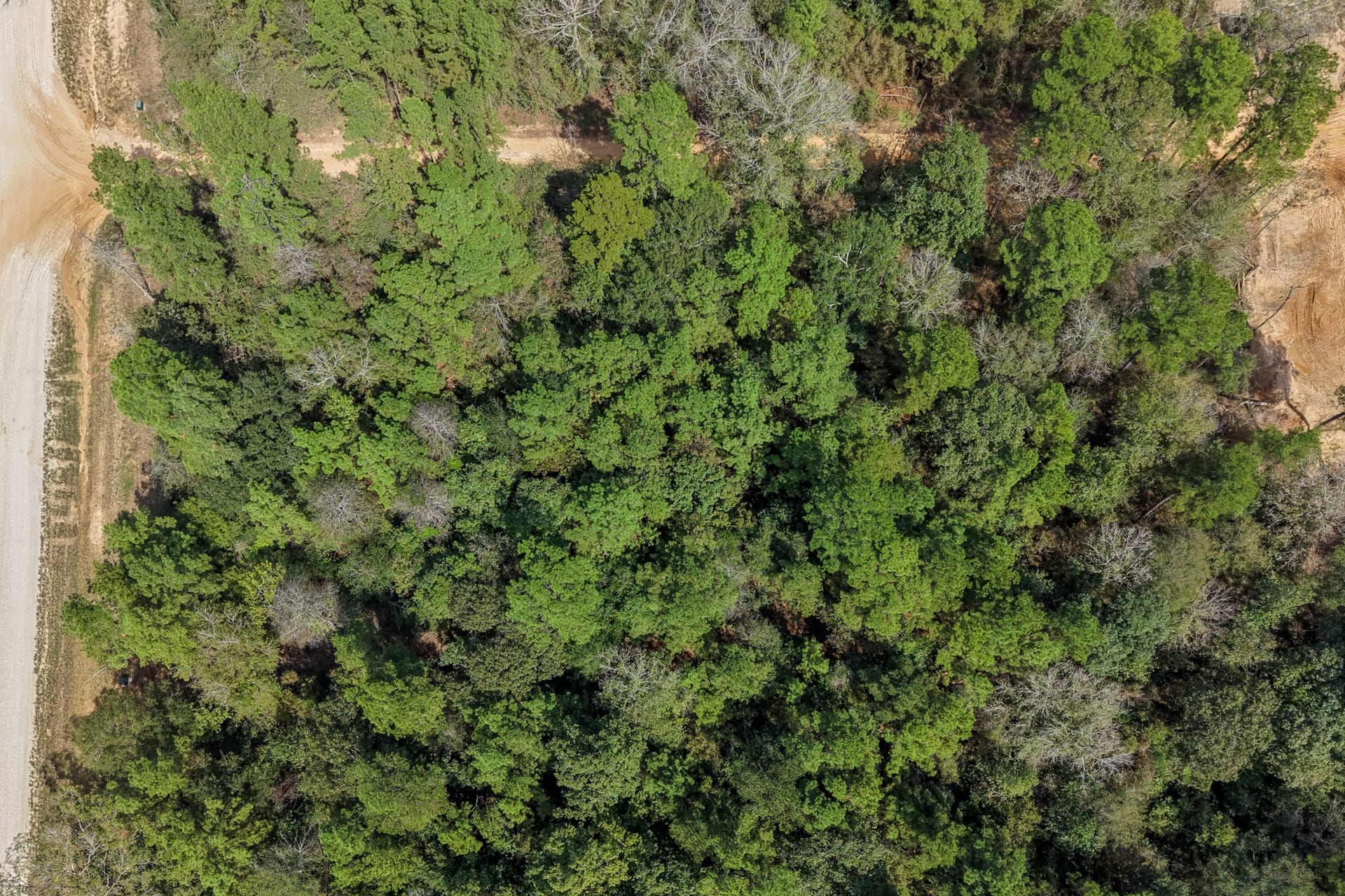 12109 Dawn Tree Lane, Willis, TX 77378 Looking straight down at the thick tree canopy over the lot.