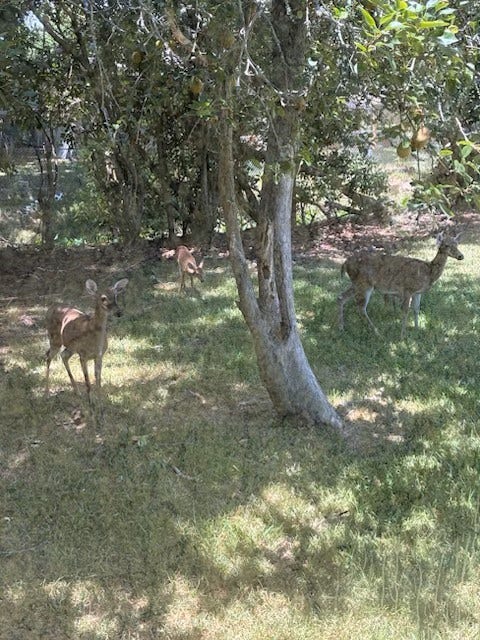 4730 Charles Street, Pasadena, TX 77586 Some of the deer that visit the area. A doe and two young ones. These were seen in the back yard out side the deck off the dining area