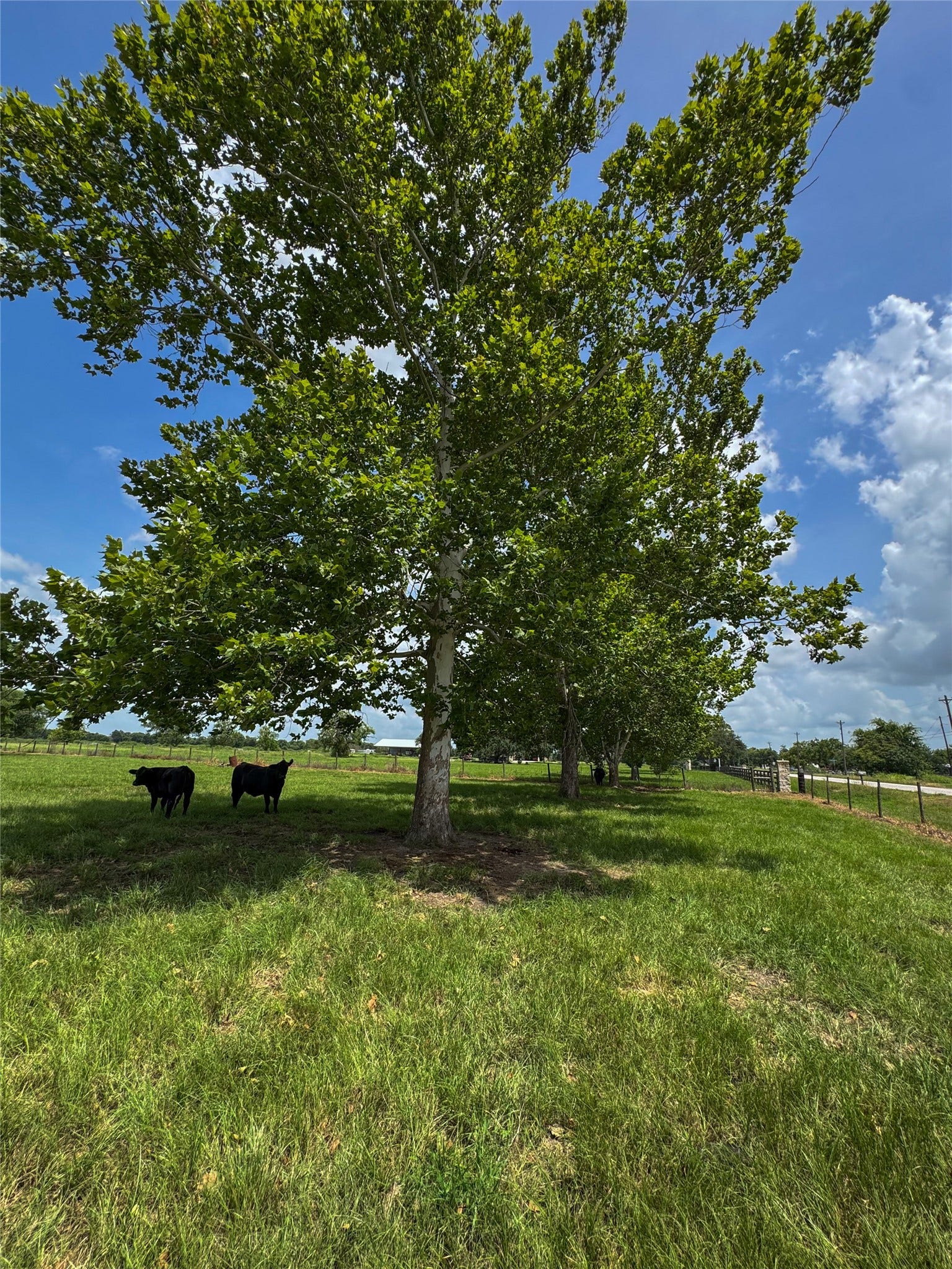 TRACT 2 Foster School Road, Needville, TX 77461 TRACT 2 Foster School Road, Needville, TX 77461