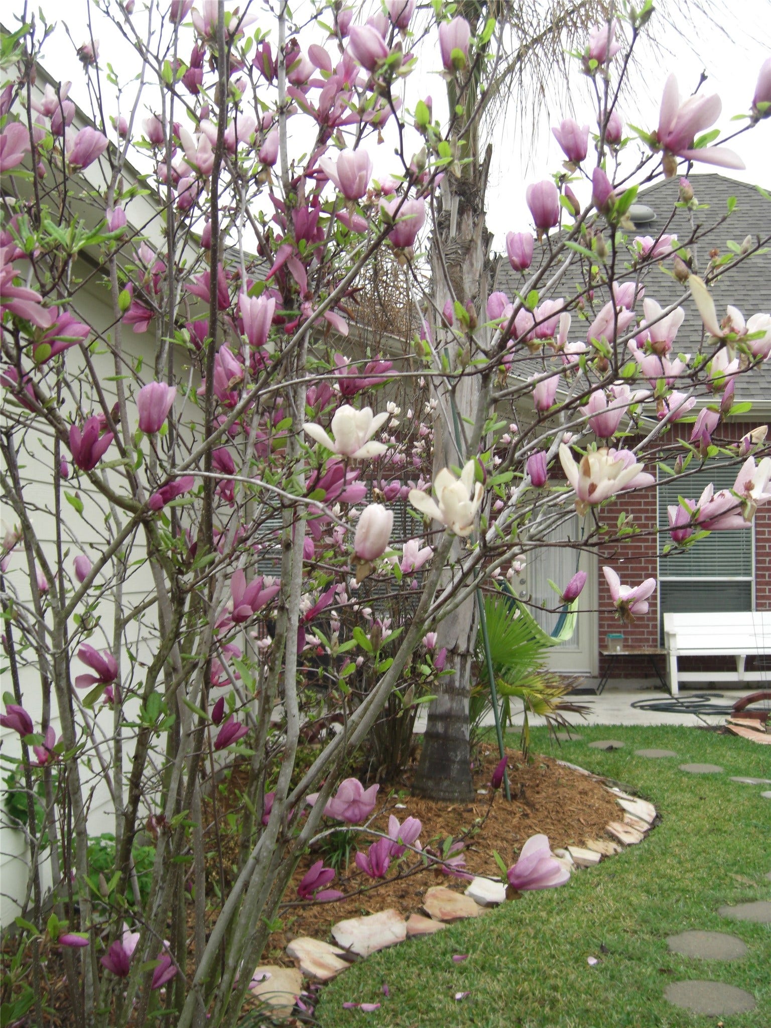 Japanese Magnolia trees with beautiful blooms twice a year