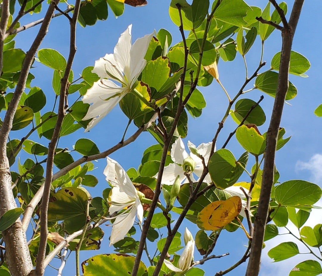 White Orchid tree in front yard and pink one in the backyard