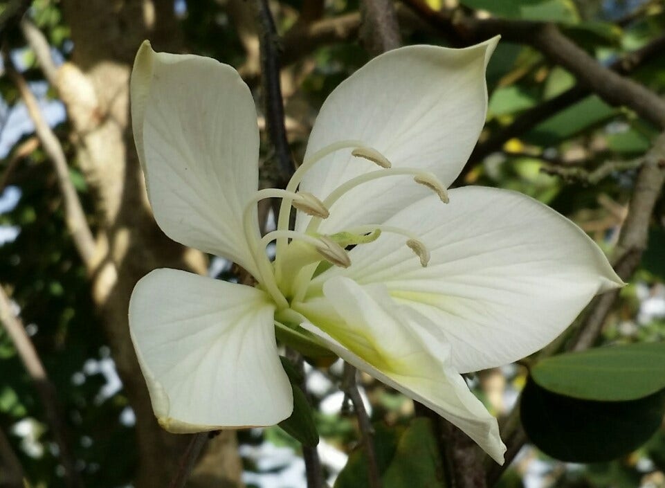 White Orchid Flower grows on the tree by the driveway on the front yard