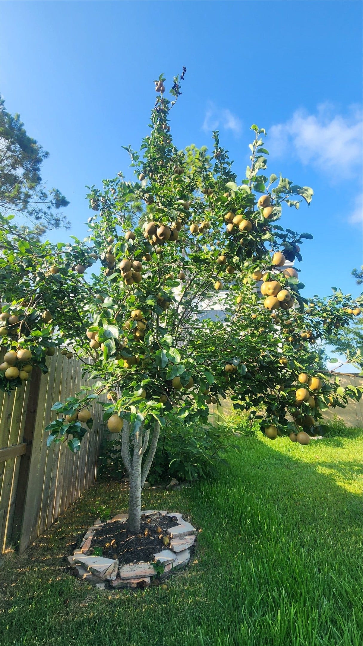 Asian Pear Tree - Picture taken in June 2023 - it produces even more fruits now