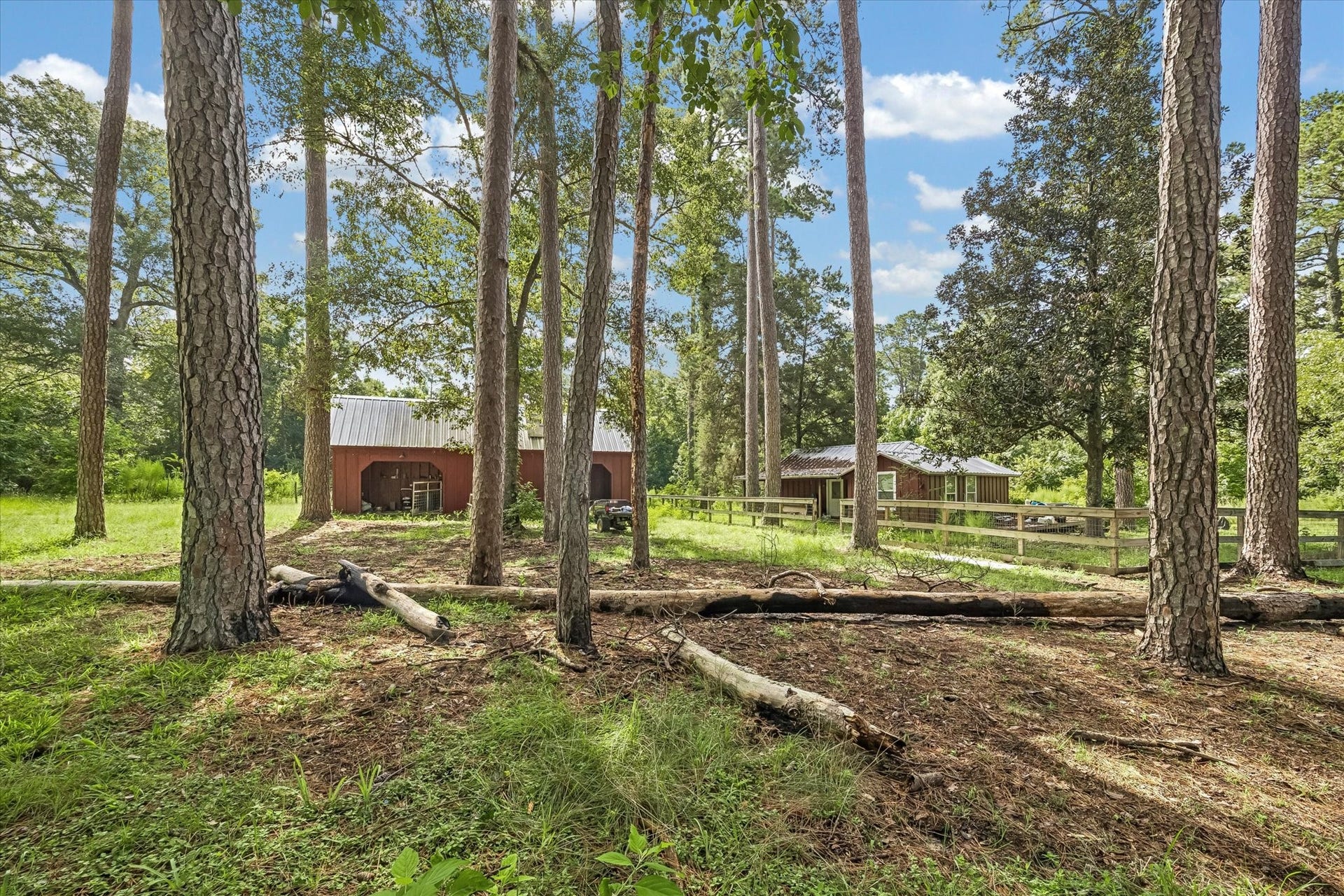 226 S Pine Drive, Montgomery, TX 77356 Tall pine trunks rise above a grassy clearing, with several structures visible beyond. Open ground beneath the canopy offers room to enjoy the property's outdoor setting.