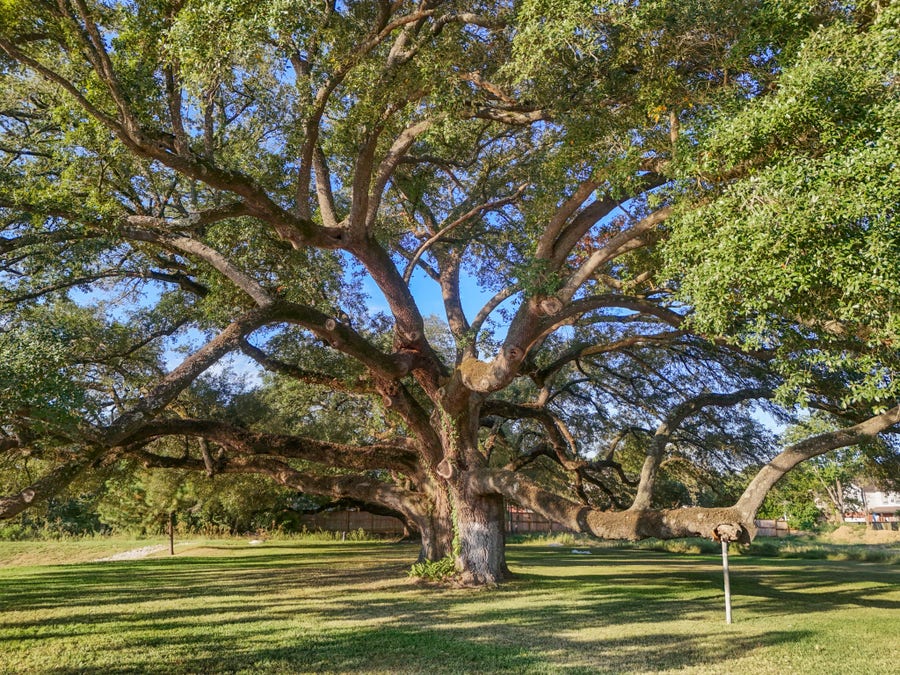Property photo for 21803 Red Oak View Court, Tomball, TX