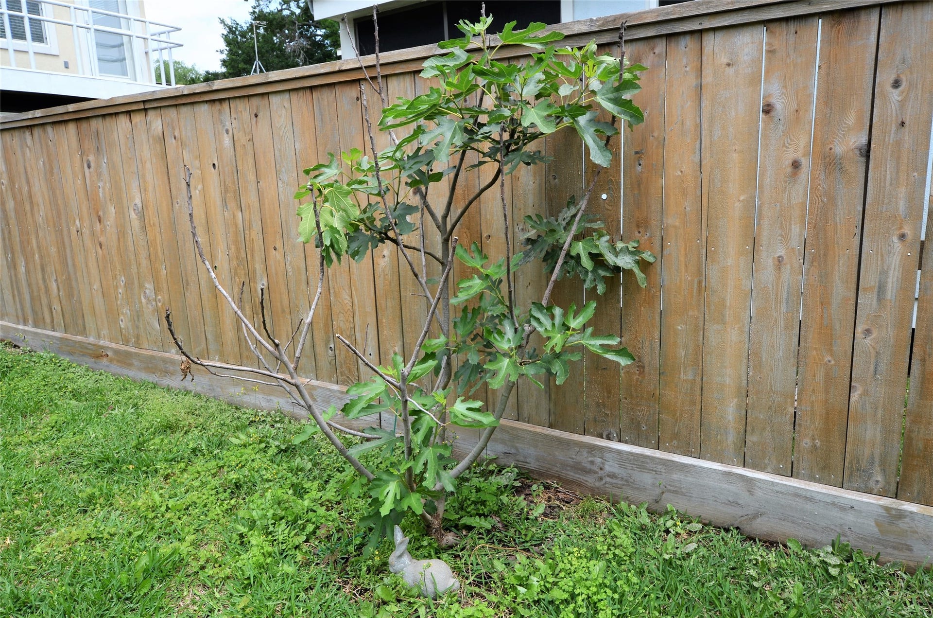 Fig Tree in backyard.