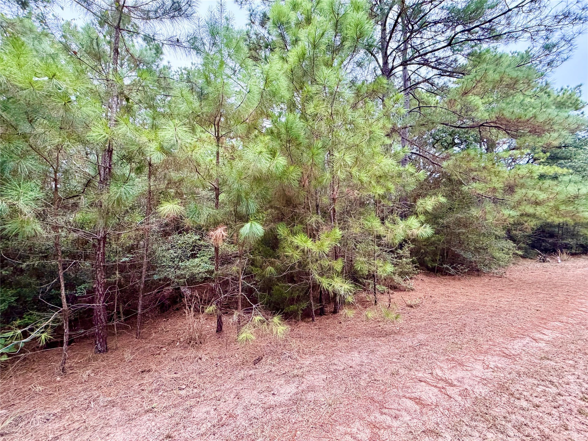 30819 Owl Drive, Hempstead, TX 77445