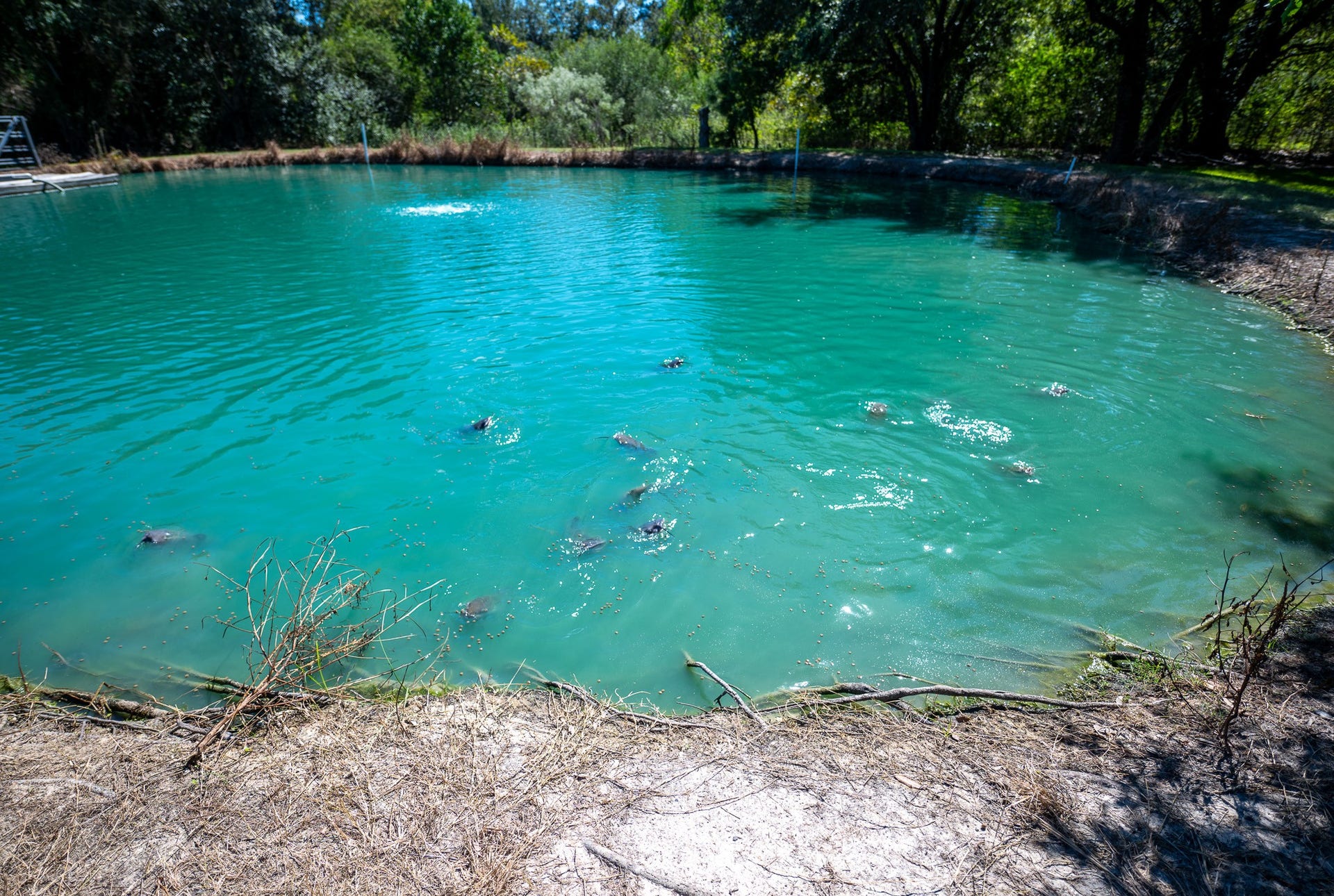 4430 Spears Road, #CR872, Manvel, TX 77578 Pond stocked with catfish