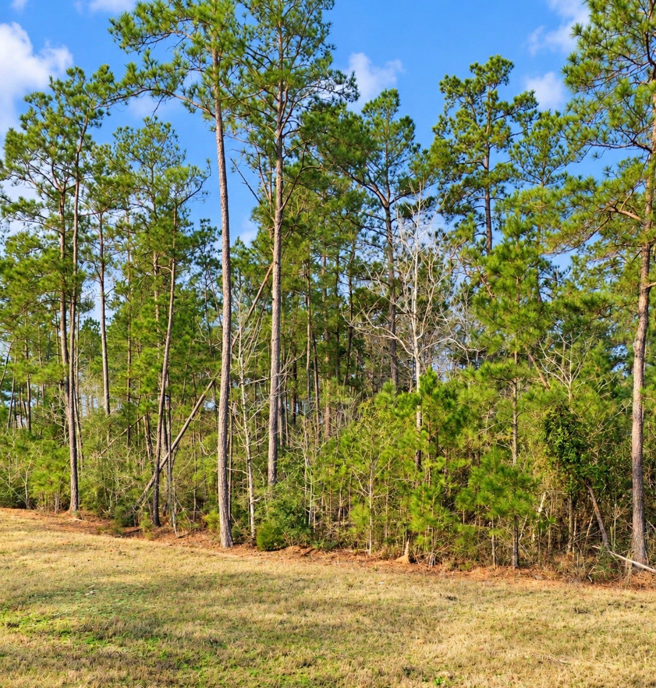 10529 Link Tree Lane, Willis, TX 77378 10529 Link Tree Lane, Willis, TX 77378
