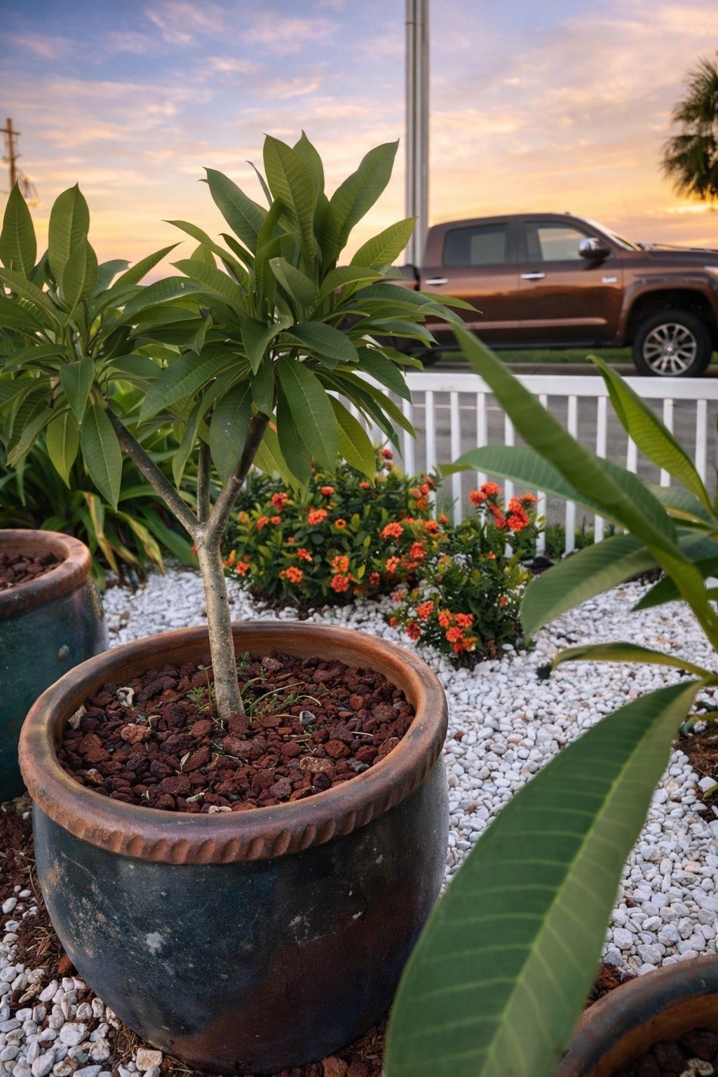 431 Hana Drive, Tiki Island, TX 77554 Tropical landscaping