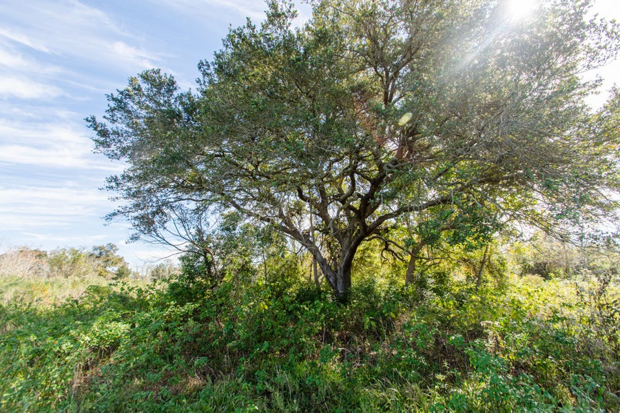 Property photo for TBD Highway 36, Jones Creek, TX