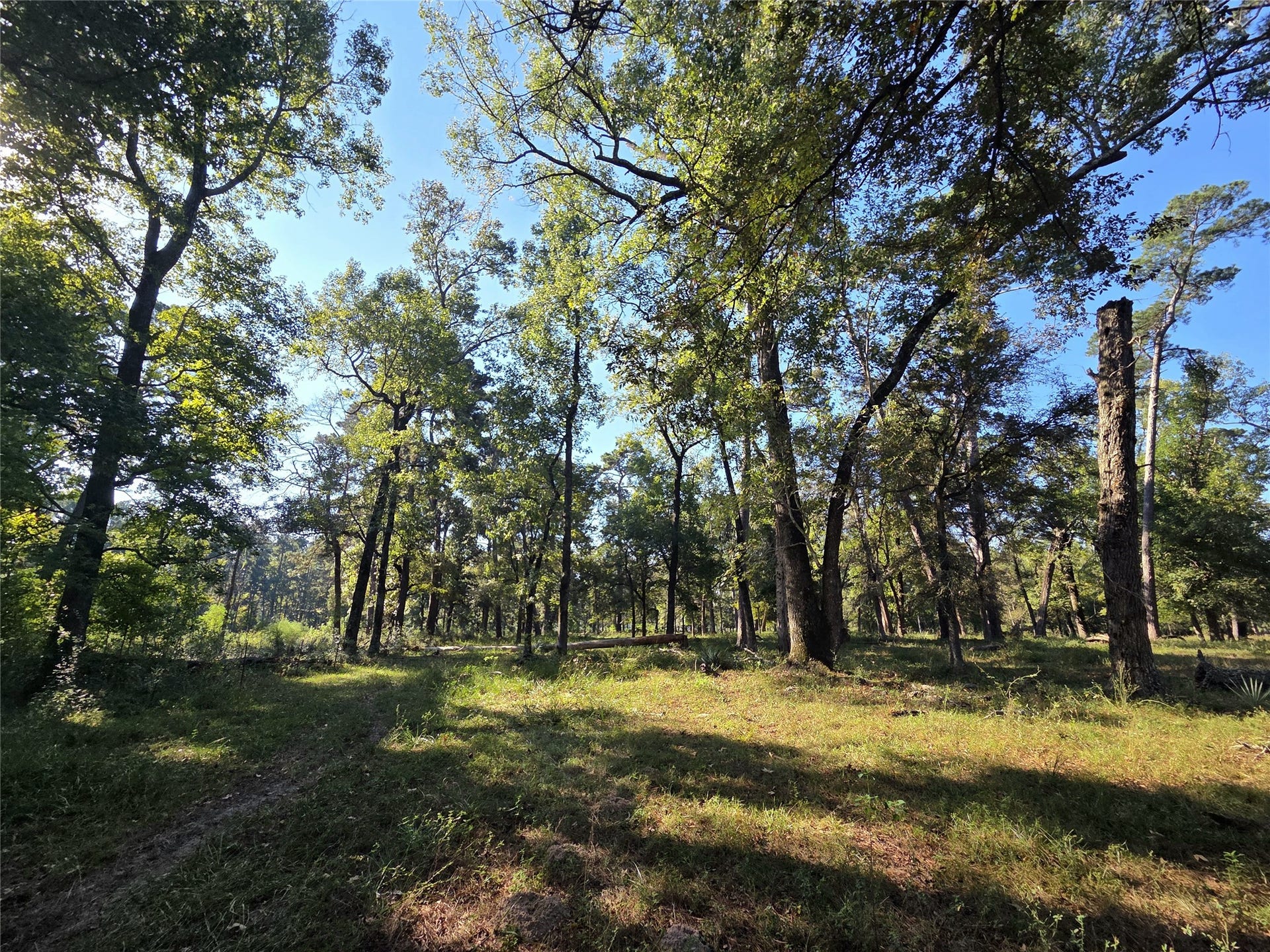 10094 Stidham Road, Conroe, TX 77302 Wooded area past open pastures.