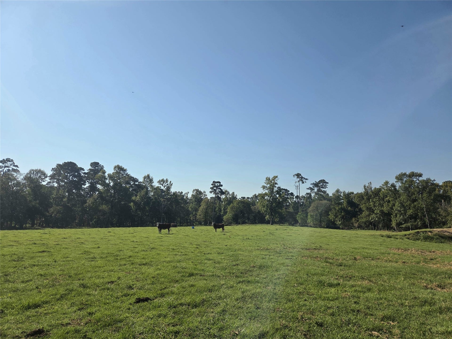 10094 Stidham Road, Conroe, TX 77302 Pretty Pastures! *Cows not included*