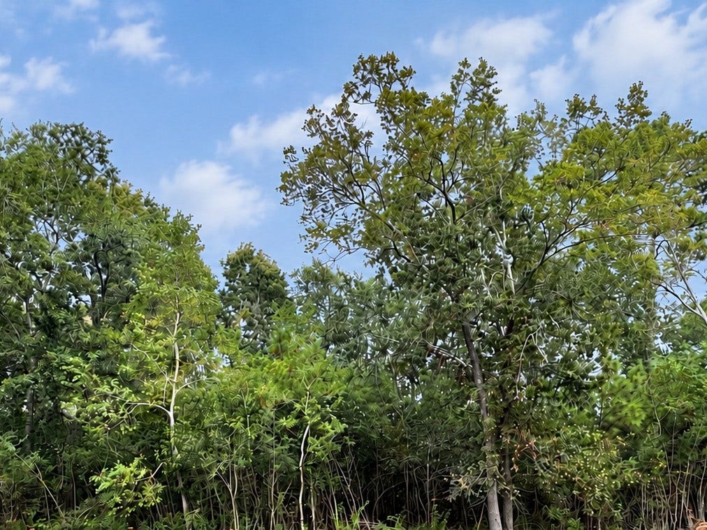 2302 Piney Woods Drive, Pearland, TX 77581 Wooded view from backyard