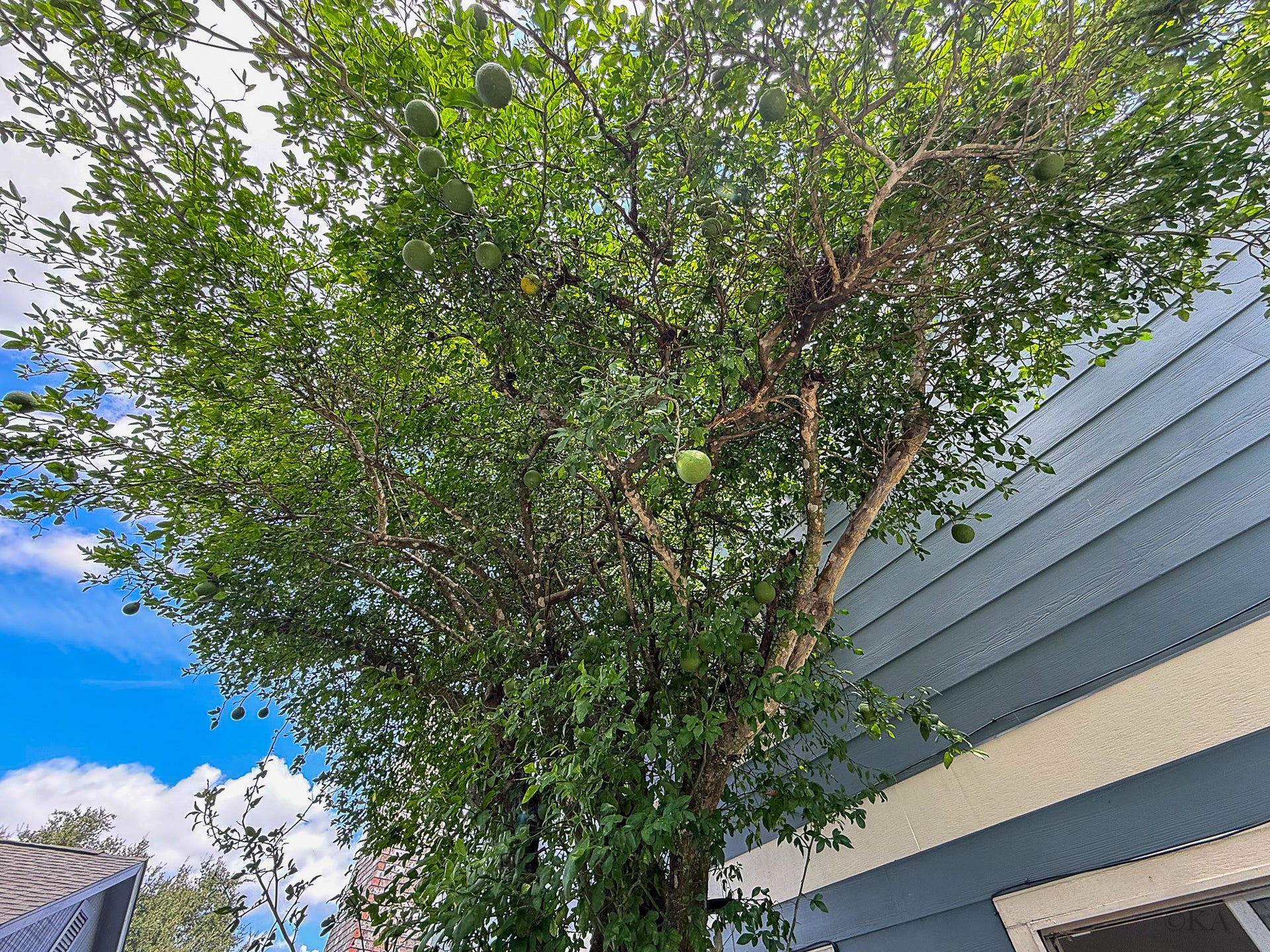 Matured fruit tree!