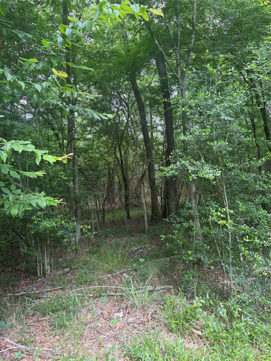 Property photo for TBD Bilnoski Road, Willis, TX