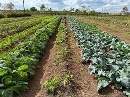 2418 Green Kale Drive, Richmond, TX 77406 Harvest Green is home to one of the nation's first community farms, offering fresh, locally grown produce right in your own neighborhood!
