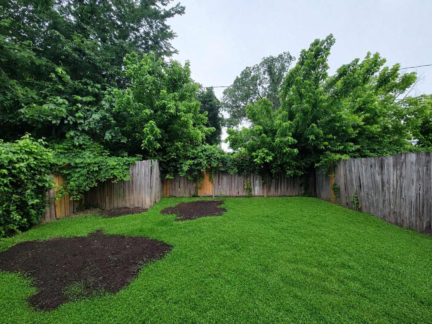 3005 La Estancia Lane, Houston, TX 77093 Charming fenced backyard with lush greenery and ample space, perfect for outdoor activities and gardening enthusiasts.