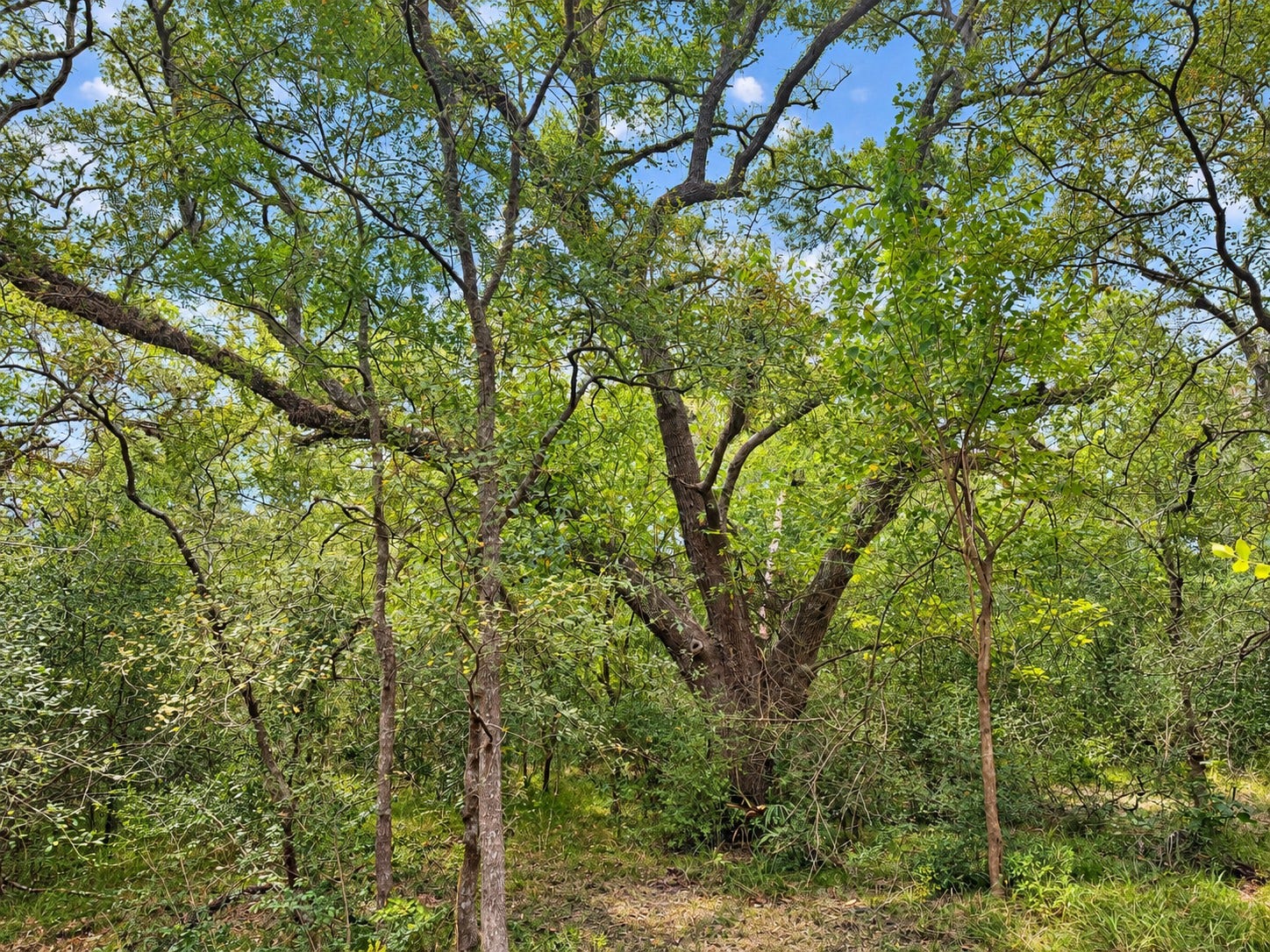 161 County Road 508, Brazoria, TX 77422 161 County Road 508, Brazoria, TX 77422
