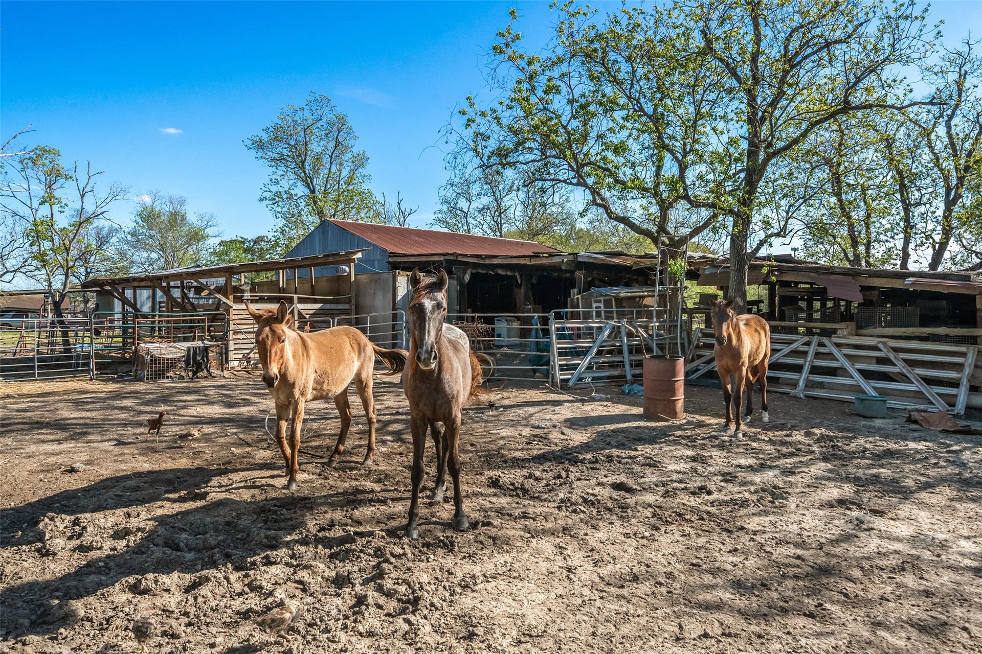 1227 Ave L, Santa Fe, TX 77510 The barn youve always wanted!